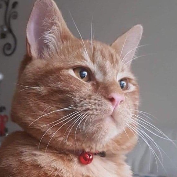 Meet your Posher, Ping - Picture 1 of 1